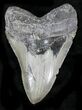 Fossil Megalodon Tooth - Feeding Damage #23682-1
